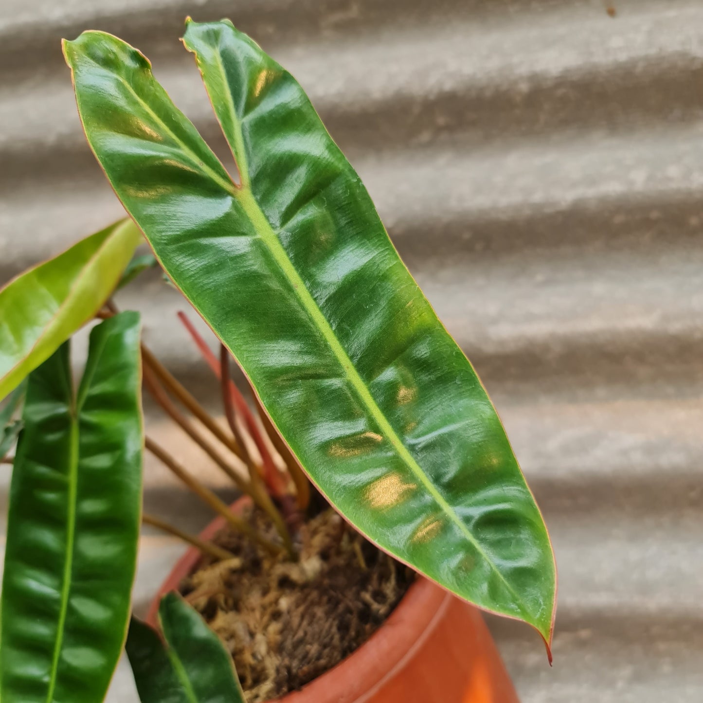 Philodendron Billietiae Tropical Plants KOKONATPLANT