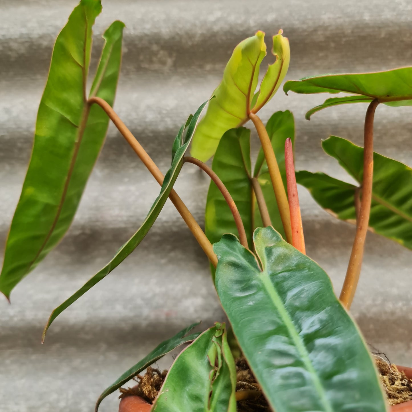 Philodendron Billietiae Tropical Plants KOKONATPLANT