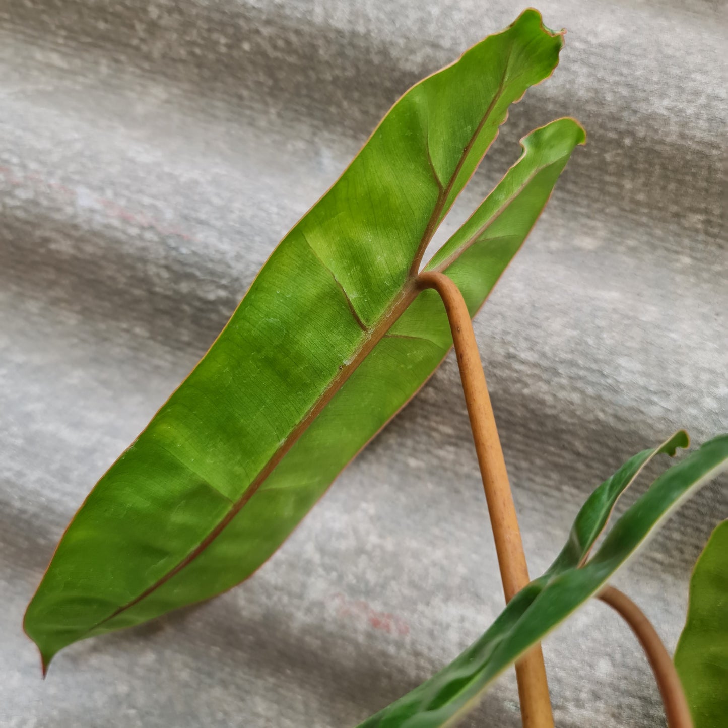 Philodendron Billietiae Tropical Plants KOKONATPLANT