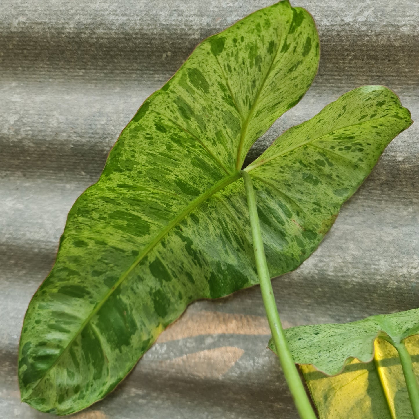 Philodendron Paraiso Verde Tropical Plants KOKONATPLANT
