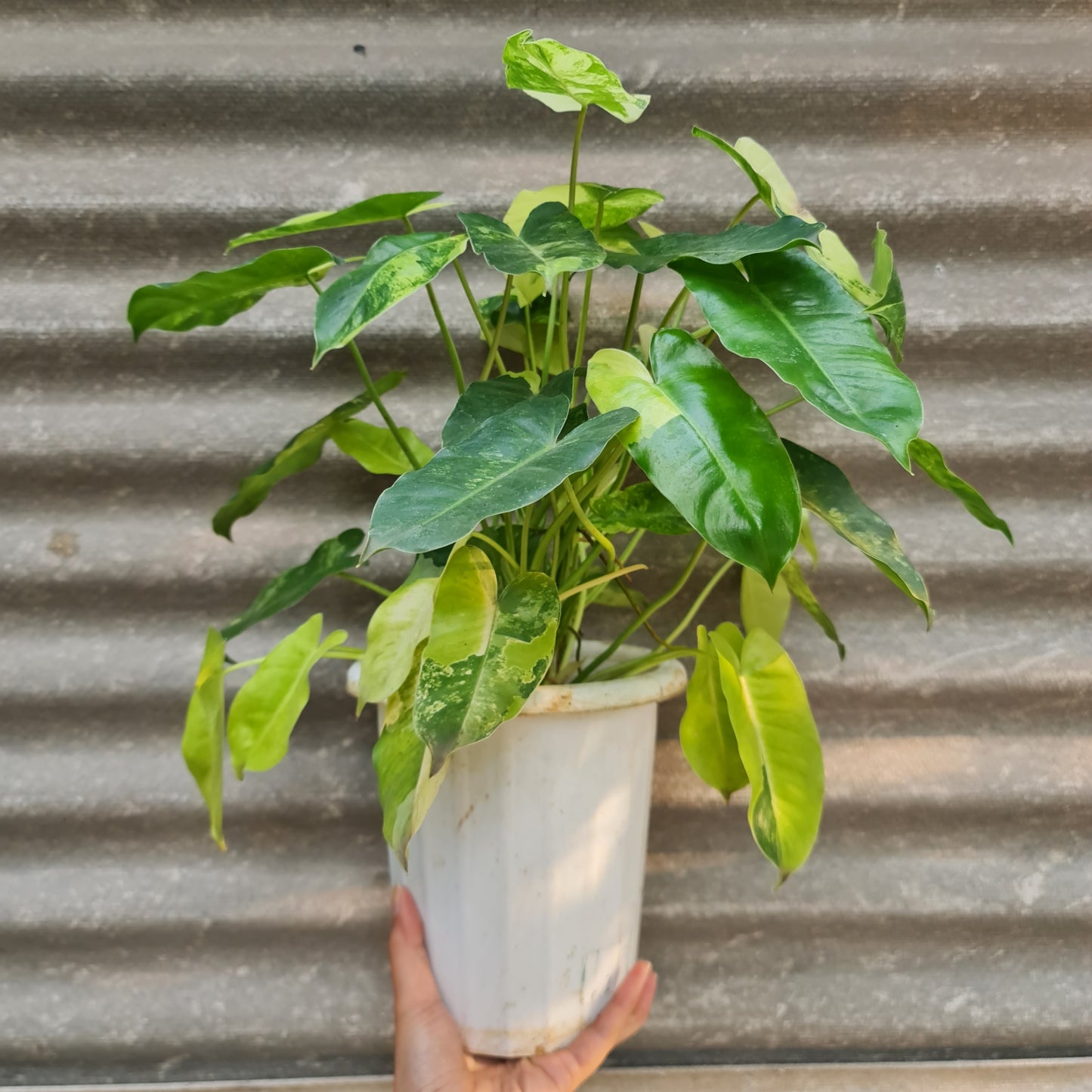 Philodendron Burlemarx Variegated Tropical Plants KOKONATPLANT