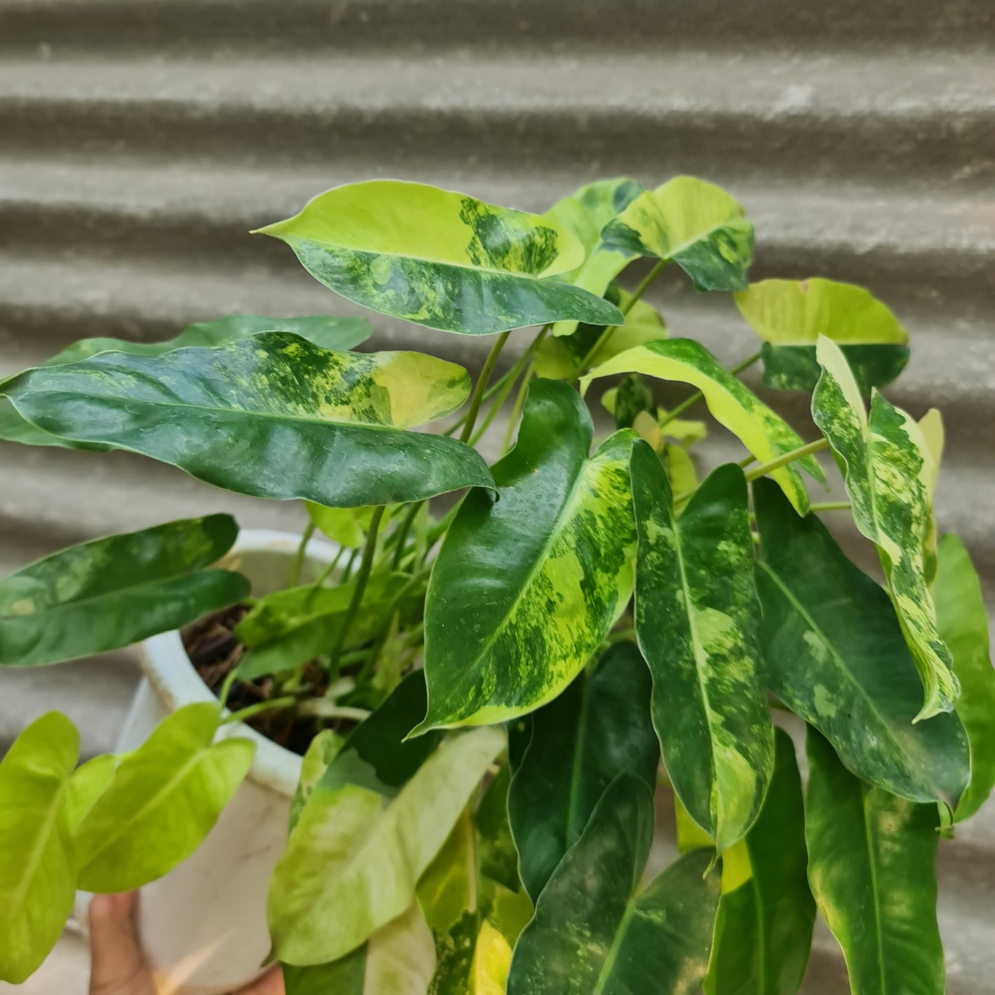 Philodendron Burlemarx Variegated Tropical Plants KOKONATPLANT