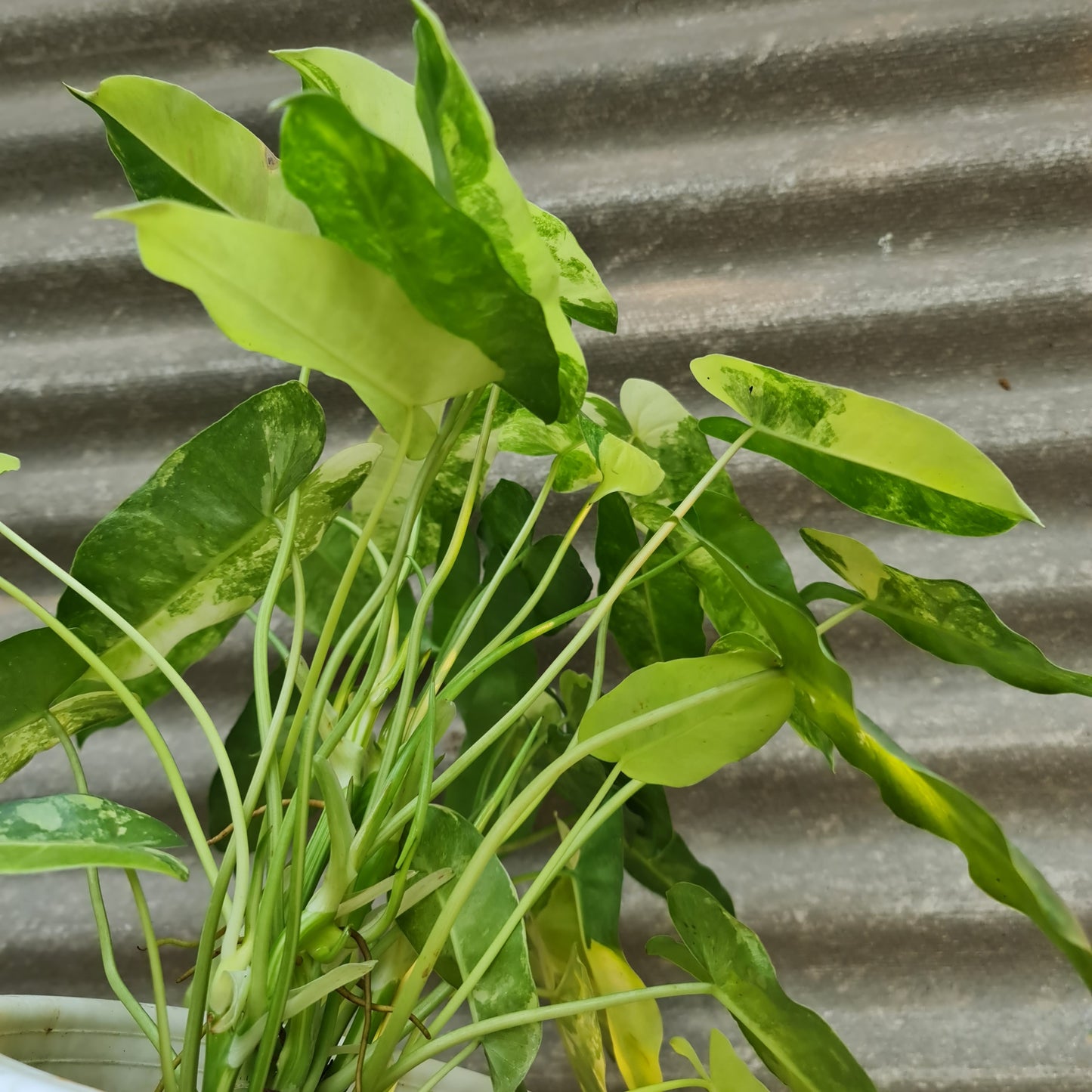Philodendron Burlemarx Variegated Tropical Plants KOKONATPLANT