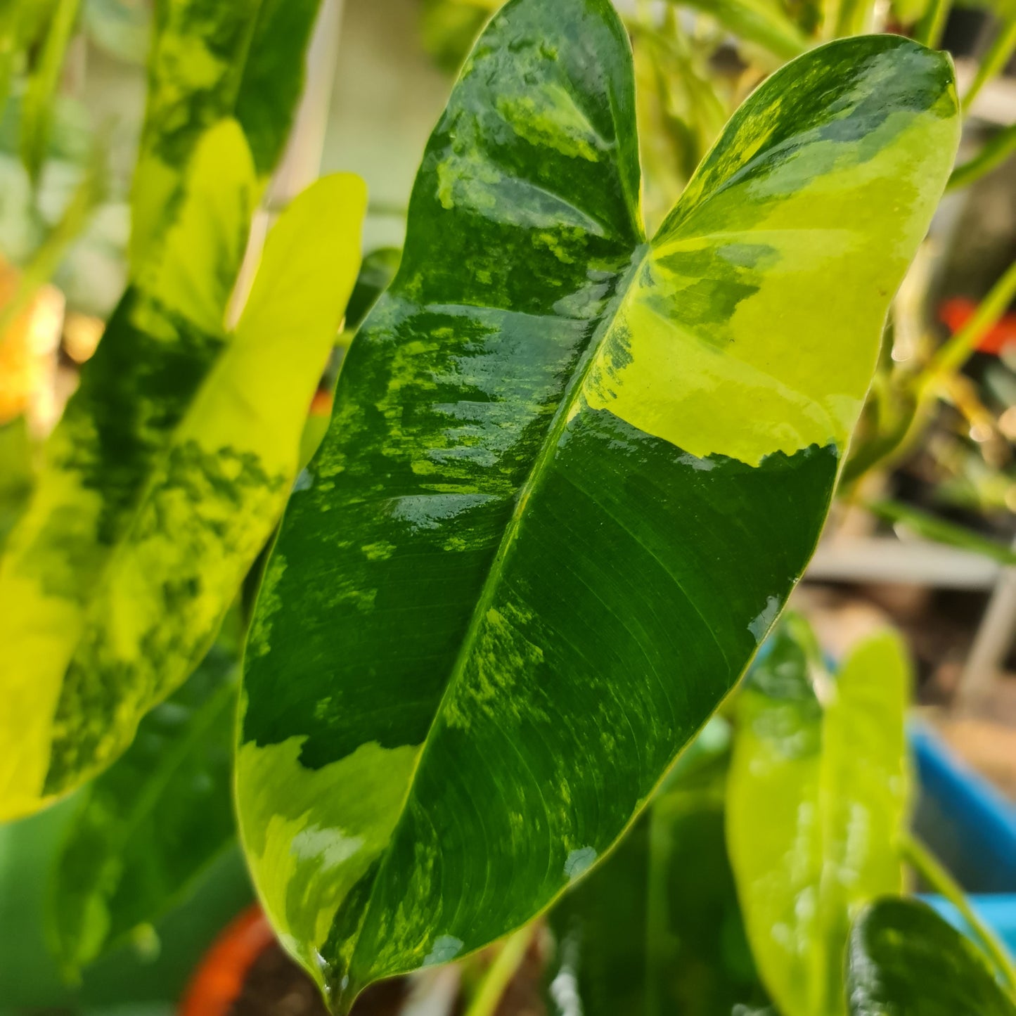 Philodendron Burlemarx Variegated Tropical Plants KOKONATPLANT