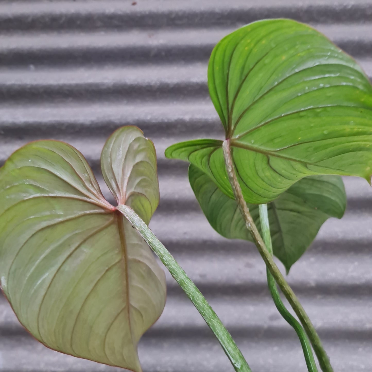 Philodendron Gloriosum Tropical Plants KOKONATPLANT