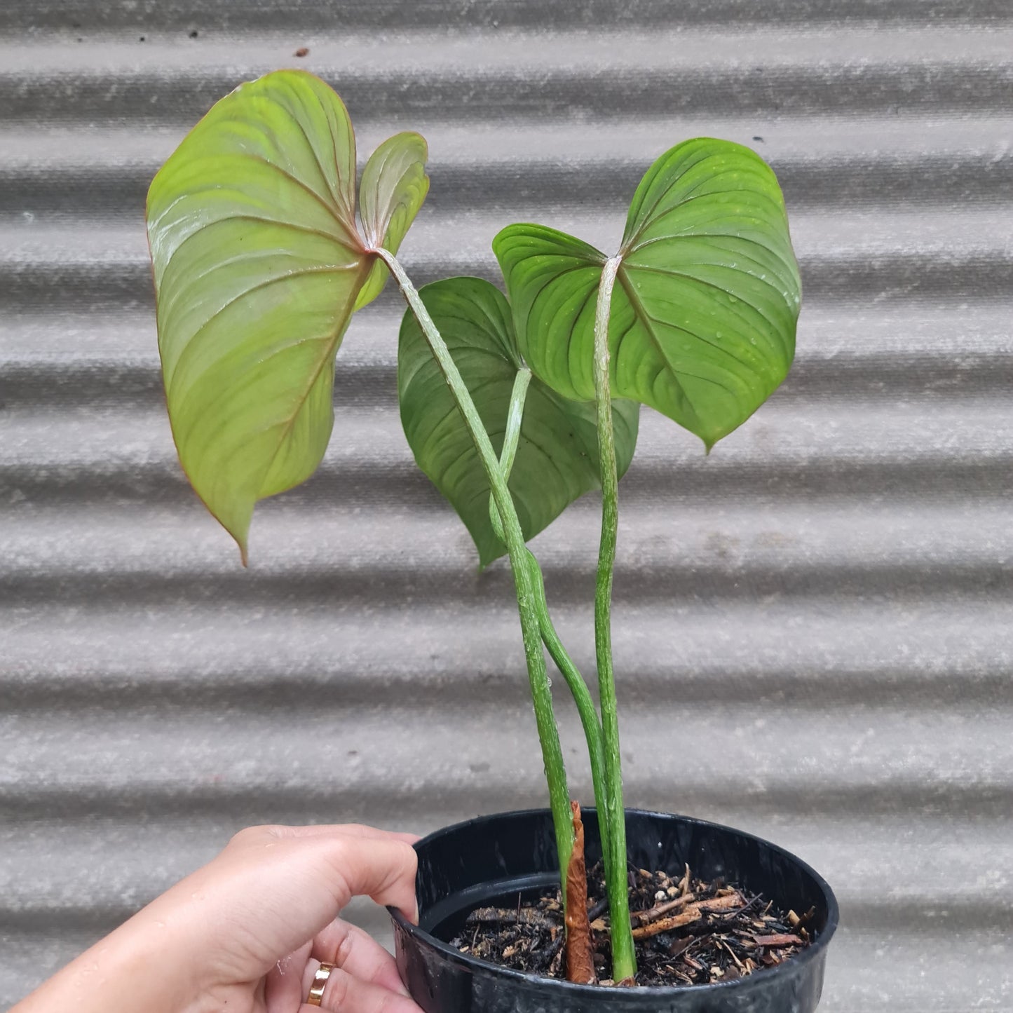 Philodendron Gloriosum Tropical Plants KOKONATPLANT