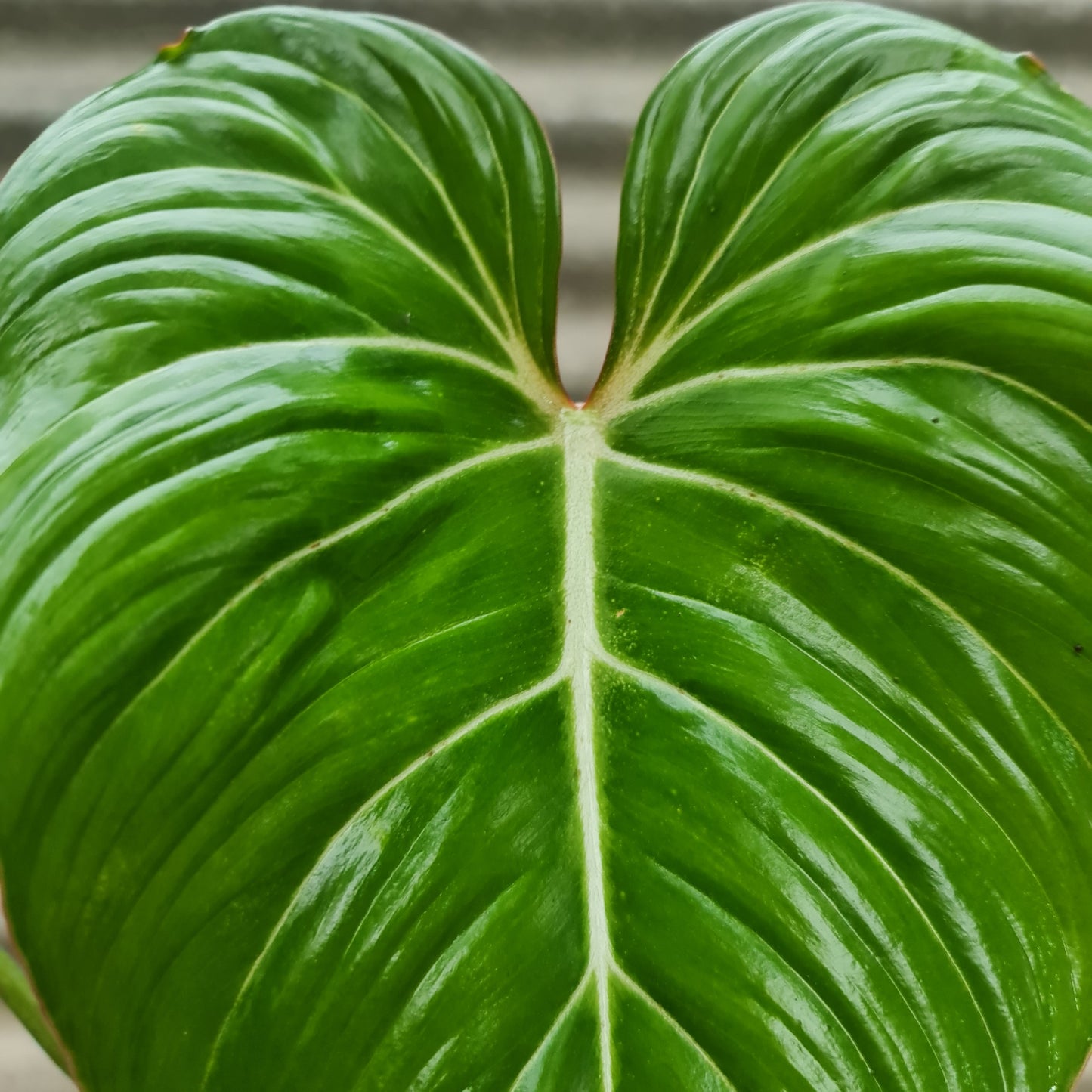 Philodendron Gloriosum Tropical Plants KOKONATPLANT