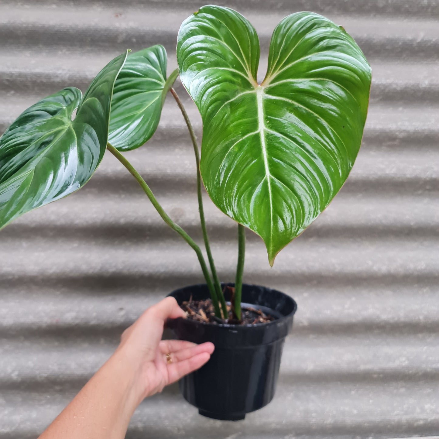 Philodendron Gloriosum Tropical Plants KOKONATPLANT