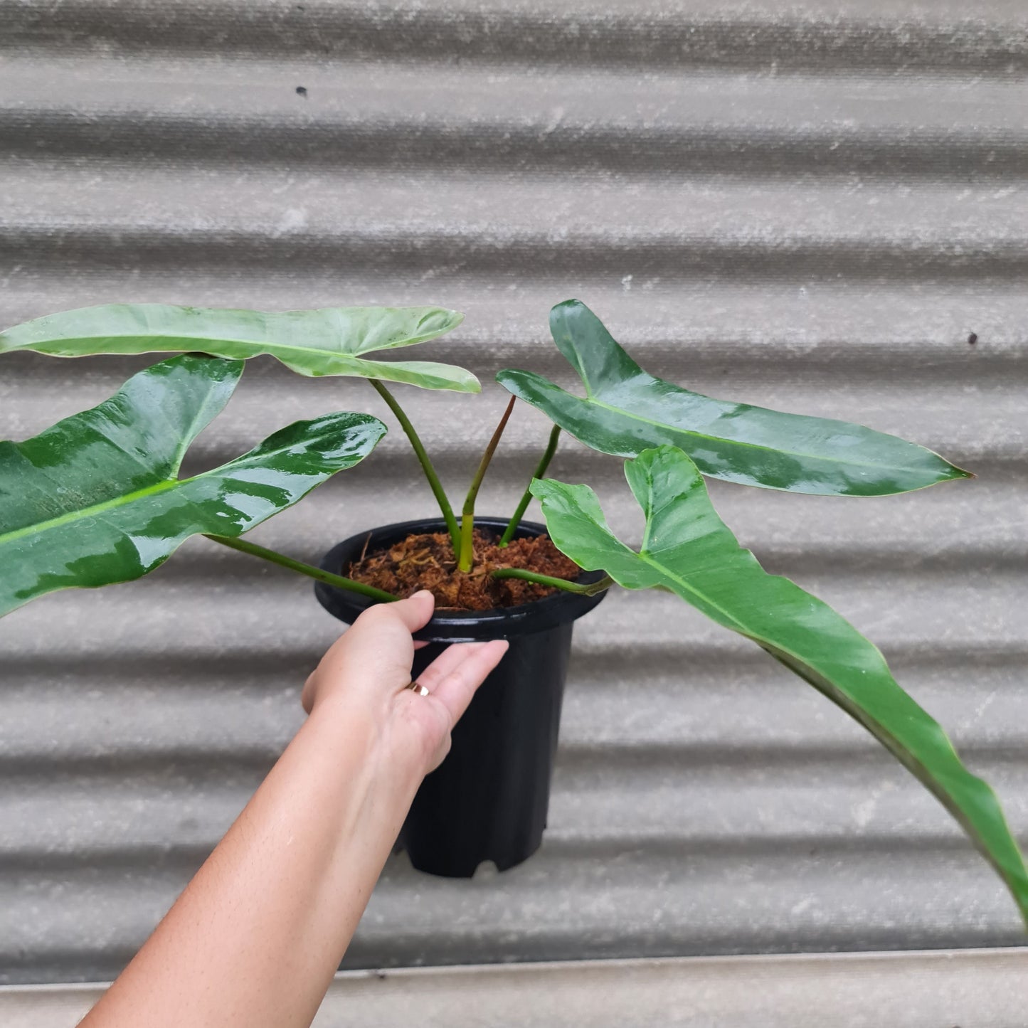 Philodendron Atabapoense Bicolor Tropical Plants KOKONATPLANT