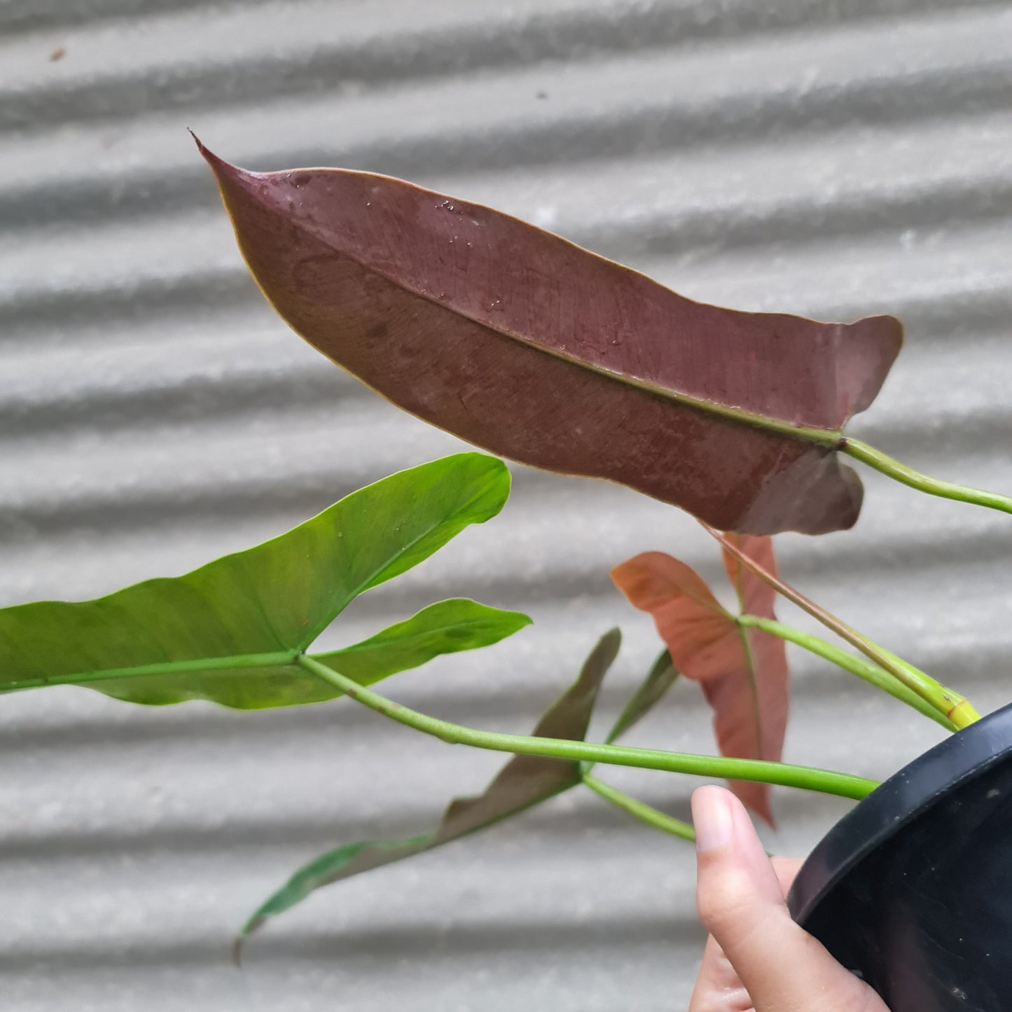Philodendron Atabapoense Bicolor Tropical Plants KOKONATPLANT