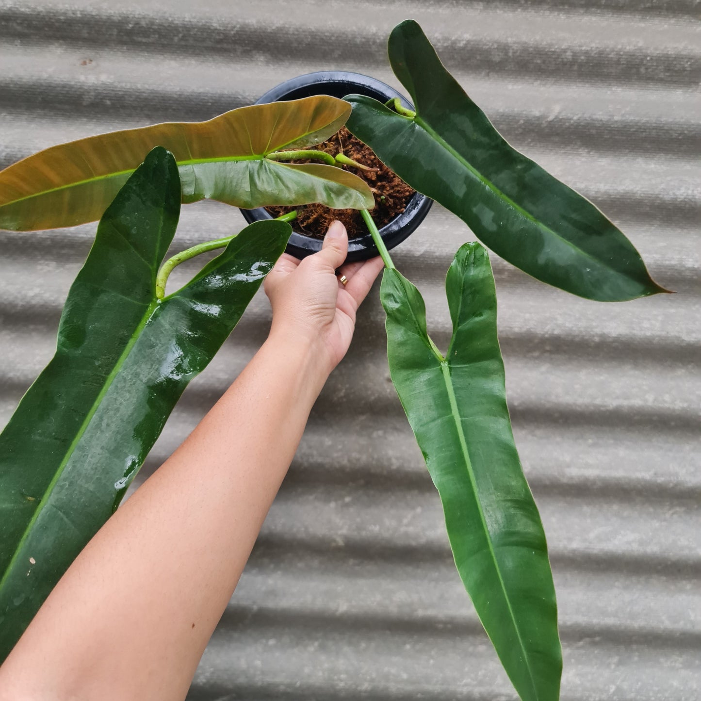 Philodendron Atabapoense Bicolor Tropical Plants KOKONATPLANT