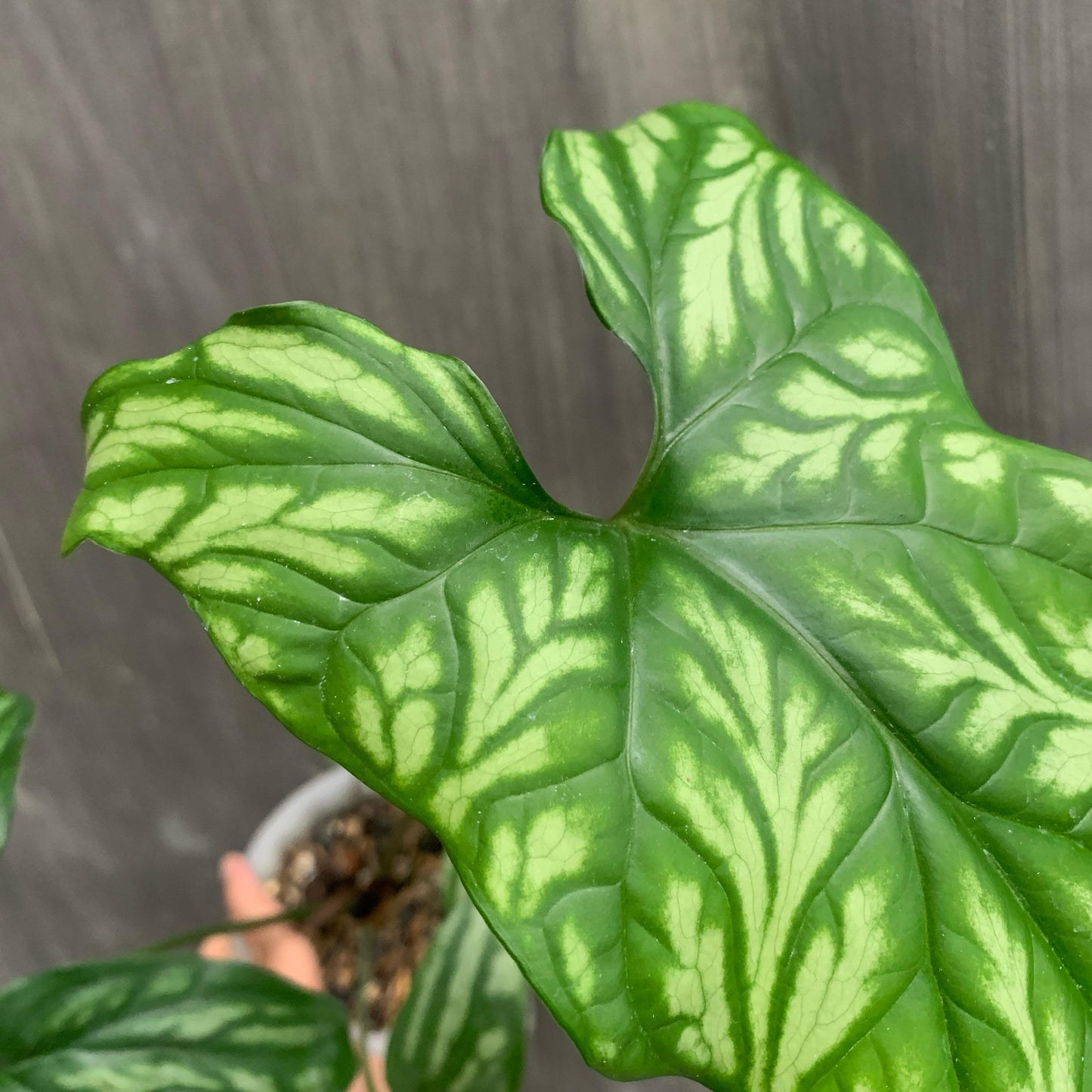 Cercestis Mirabilis Tropical Plants KOKONATPLANT