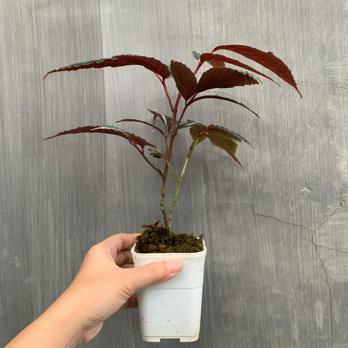Leea Amabilis Tropical Plants KOKONATPLANT
