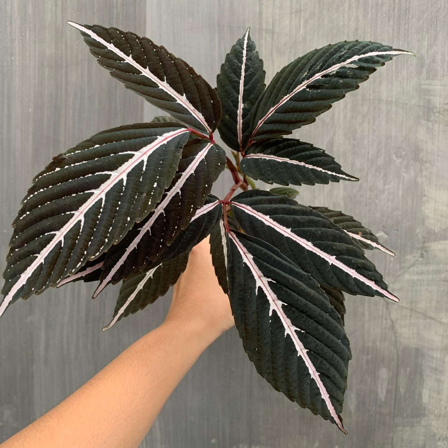 Leea Amabilis Tropical Plants KOKONATPLANT