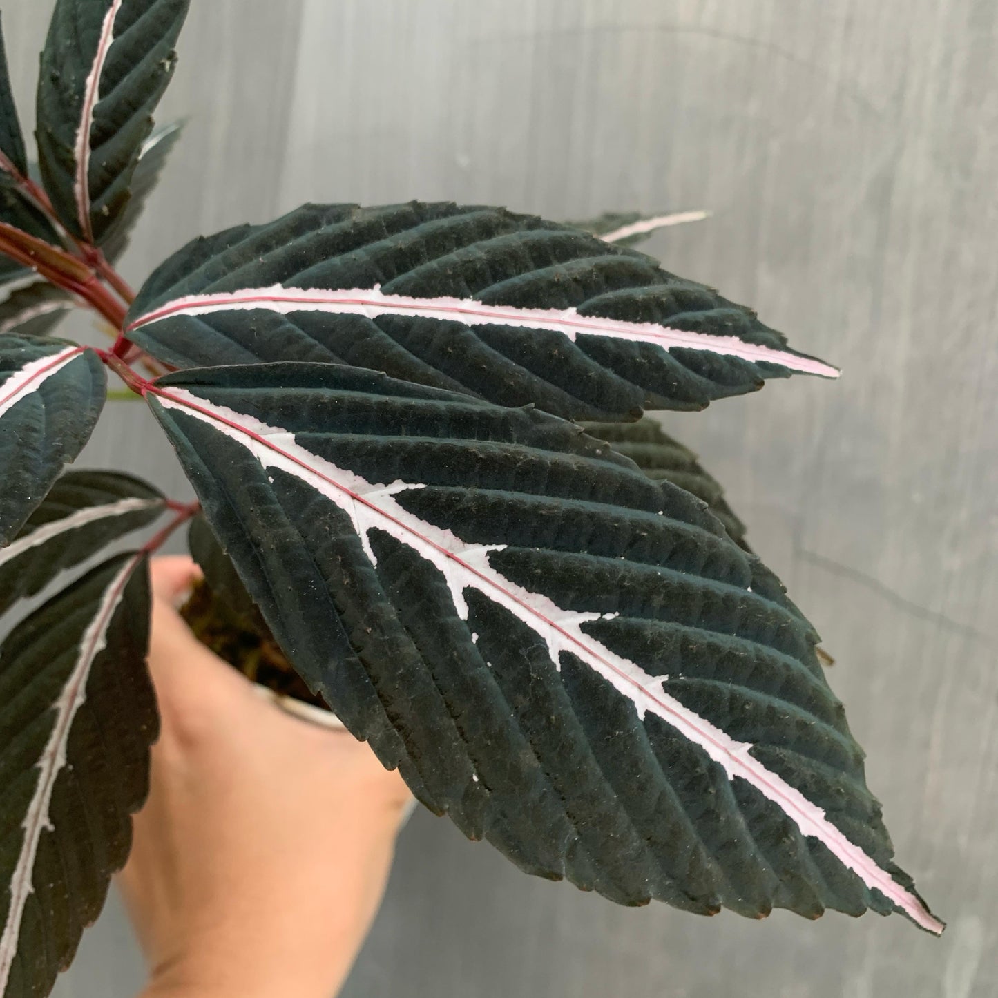 Leea Amabilis Tropical Plants KOKONATPLANT