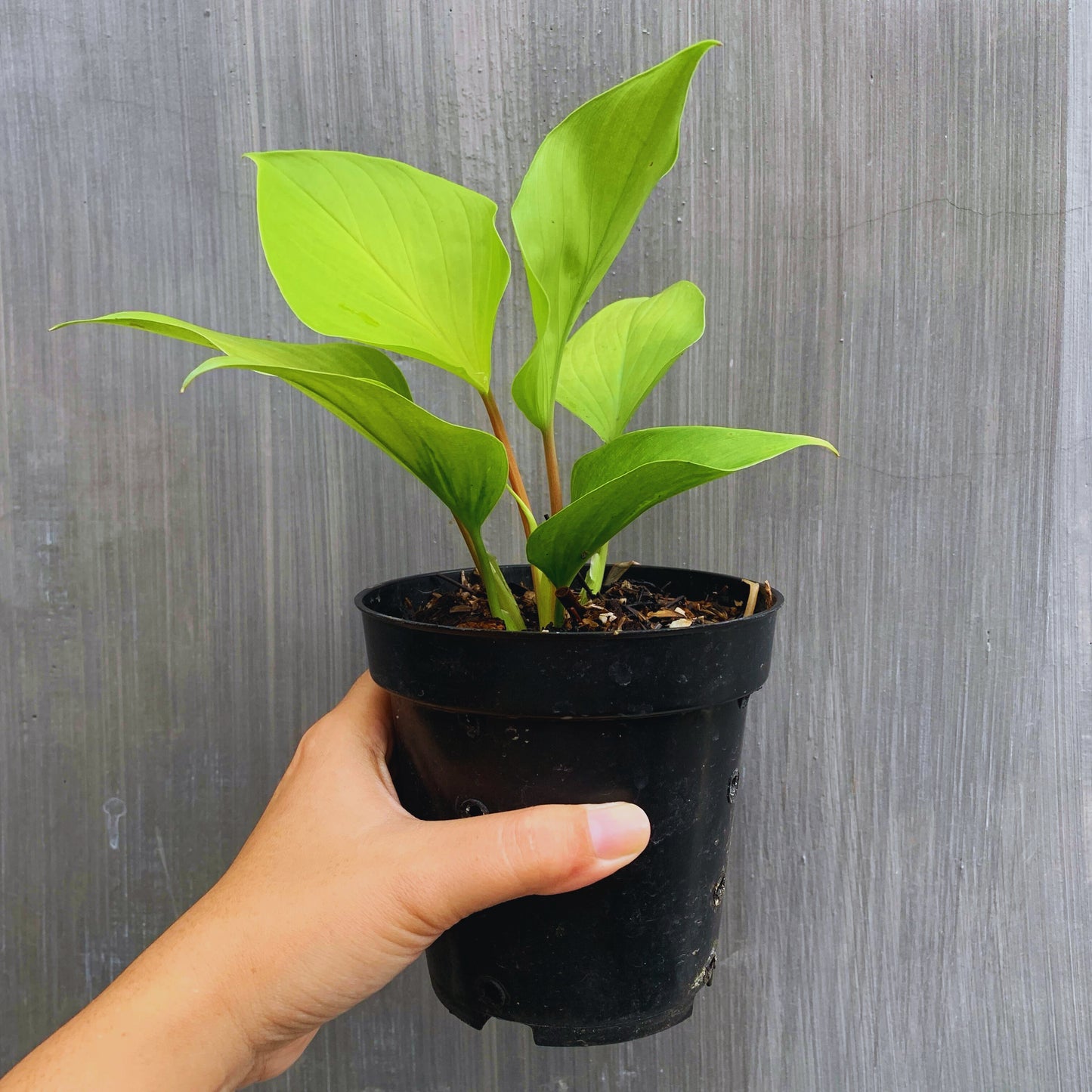 Homalomena Golden Tropical Plants KOKONATPLANT