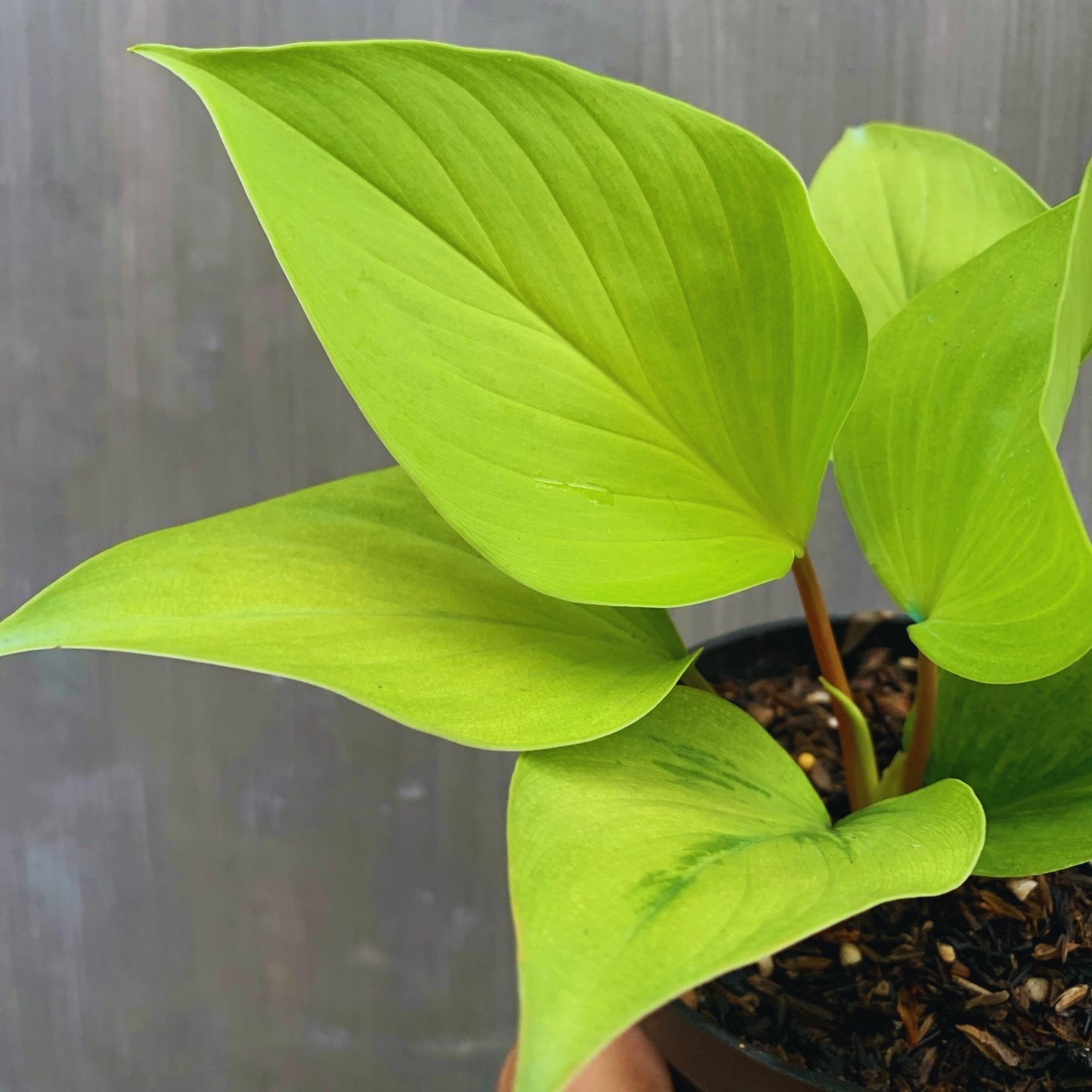 Homalomena Golden Tropical Plants KOKONATPLANT