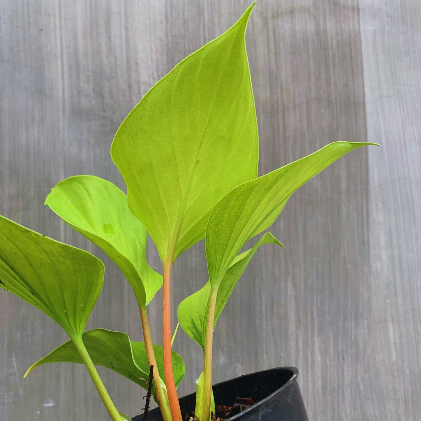Homalomena Golden Tropical Plants KOKONATPLANT