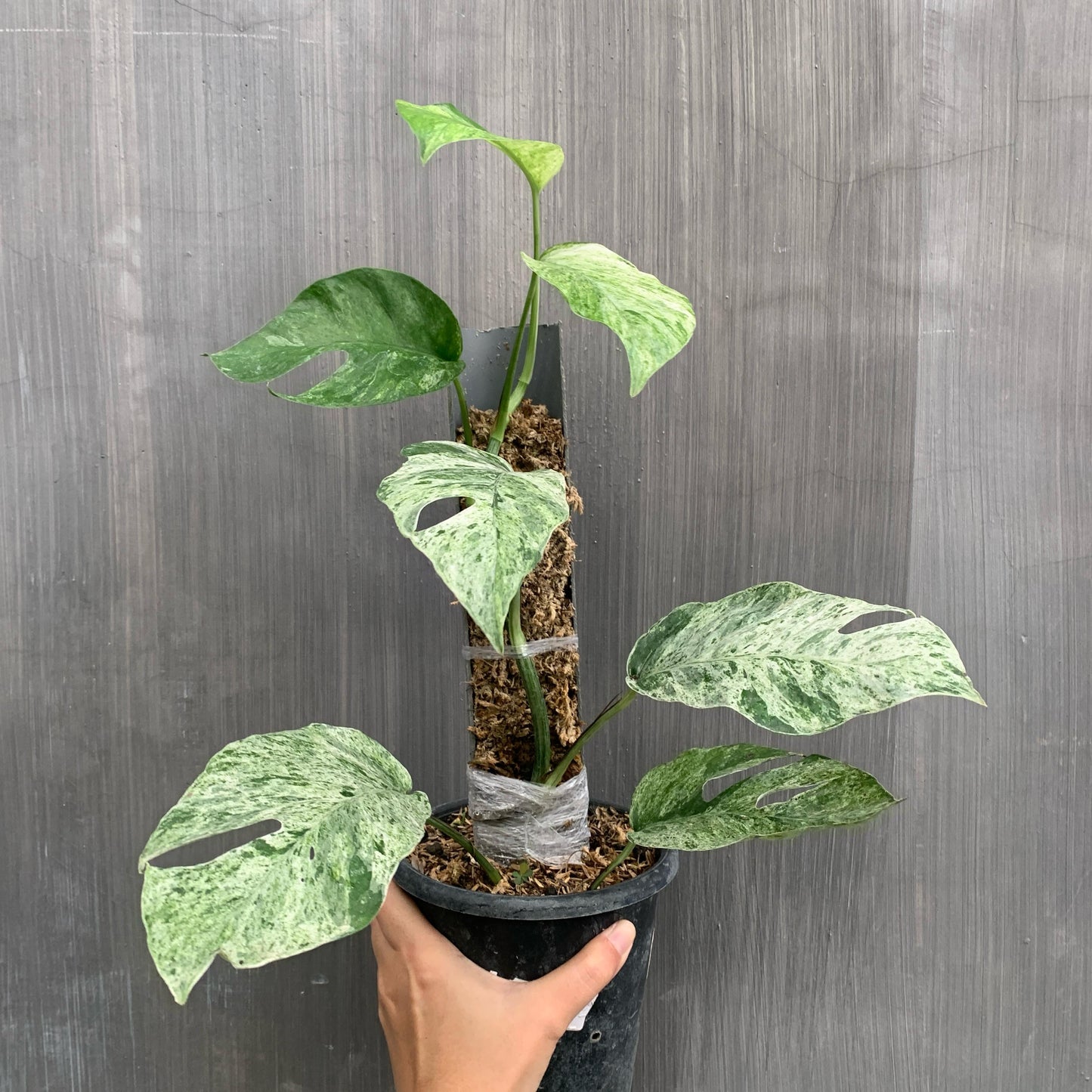 Epipremnum Hanoman Bali Variegated Tropical Plants KOKONATPLANT