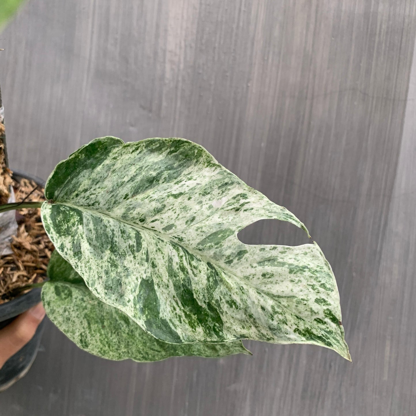Epipremnum Hanoman Bali Variegated Tropical Plants KOKONATPLANT