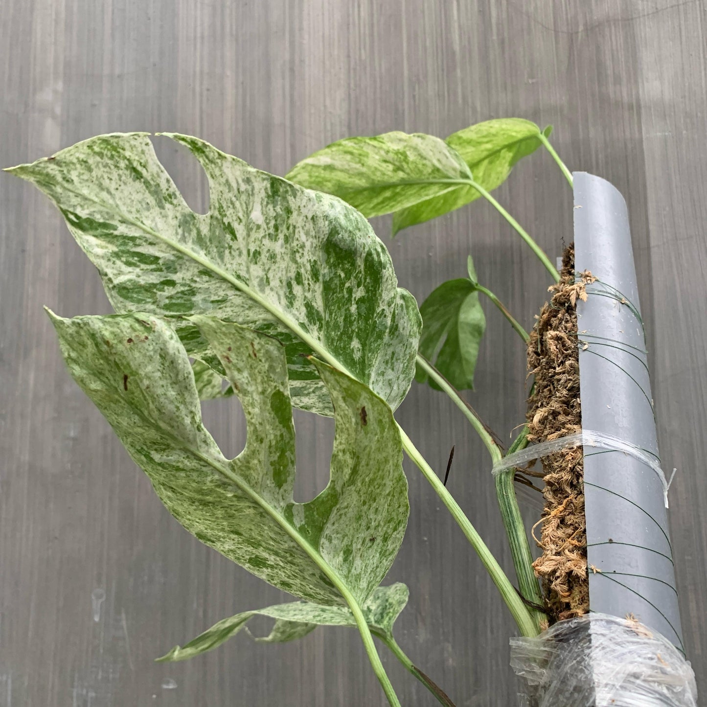 Epipremnum Hanoman Bali Variegated Tropical Plants KOKONATPLANT