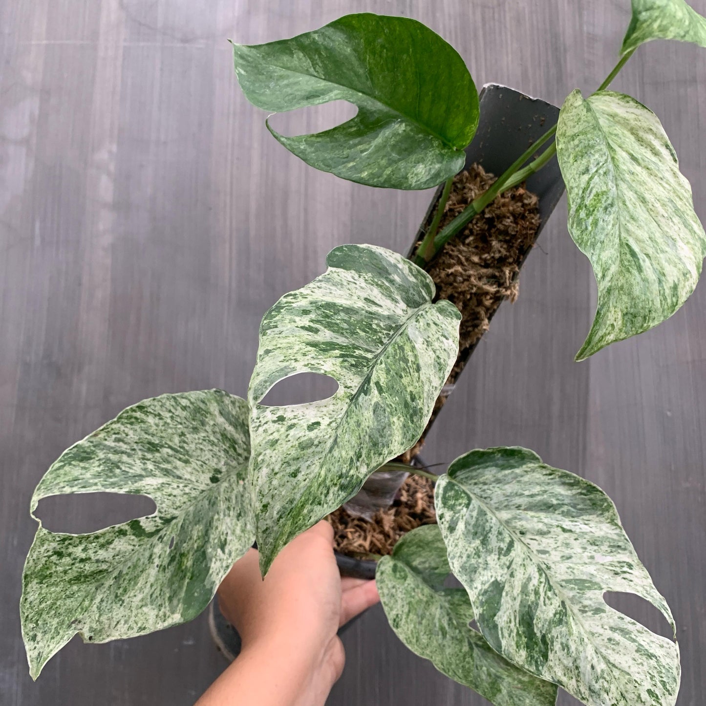 Epipremnum Hanoman Bali Variegated Tropical Plants KOKONATPLANT
