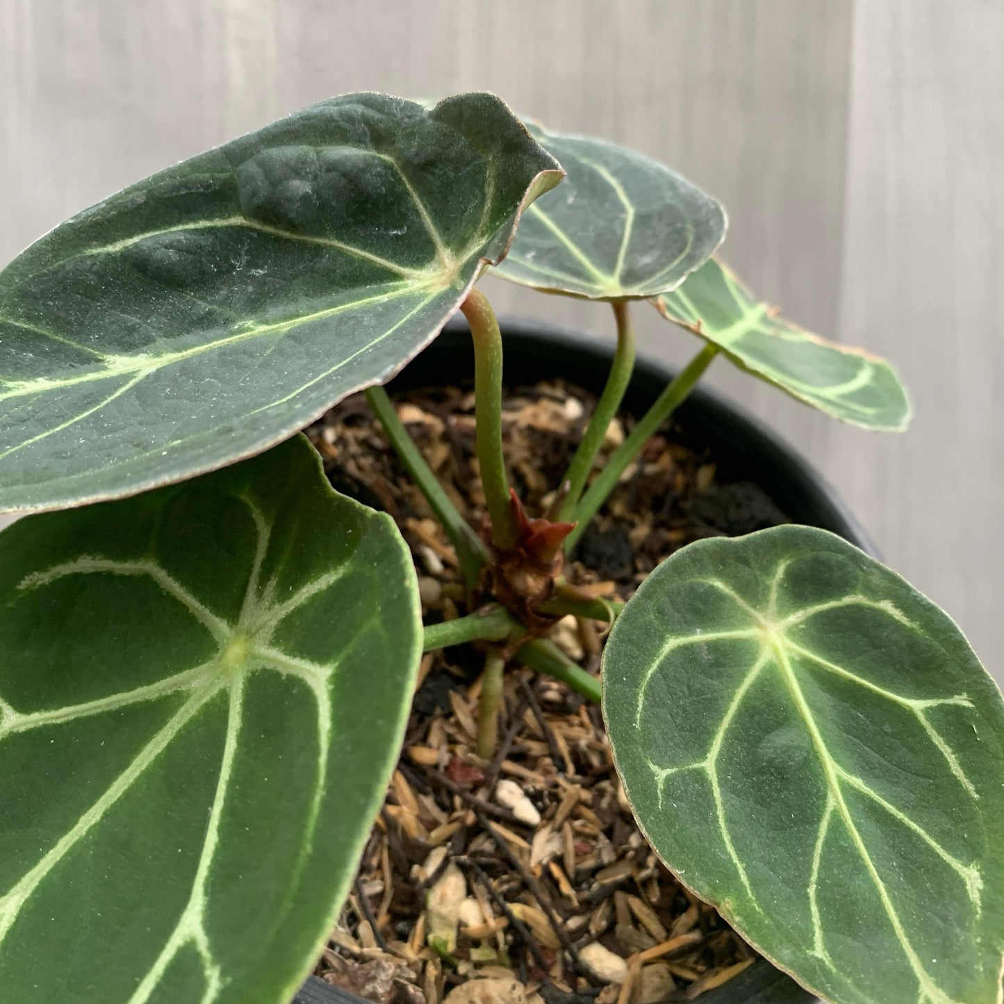Anthurium Thunderbolt Tropical Plants KOKONATPLANT