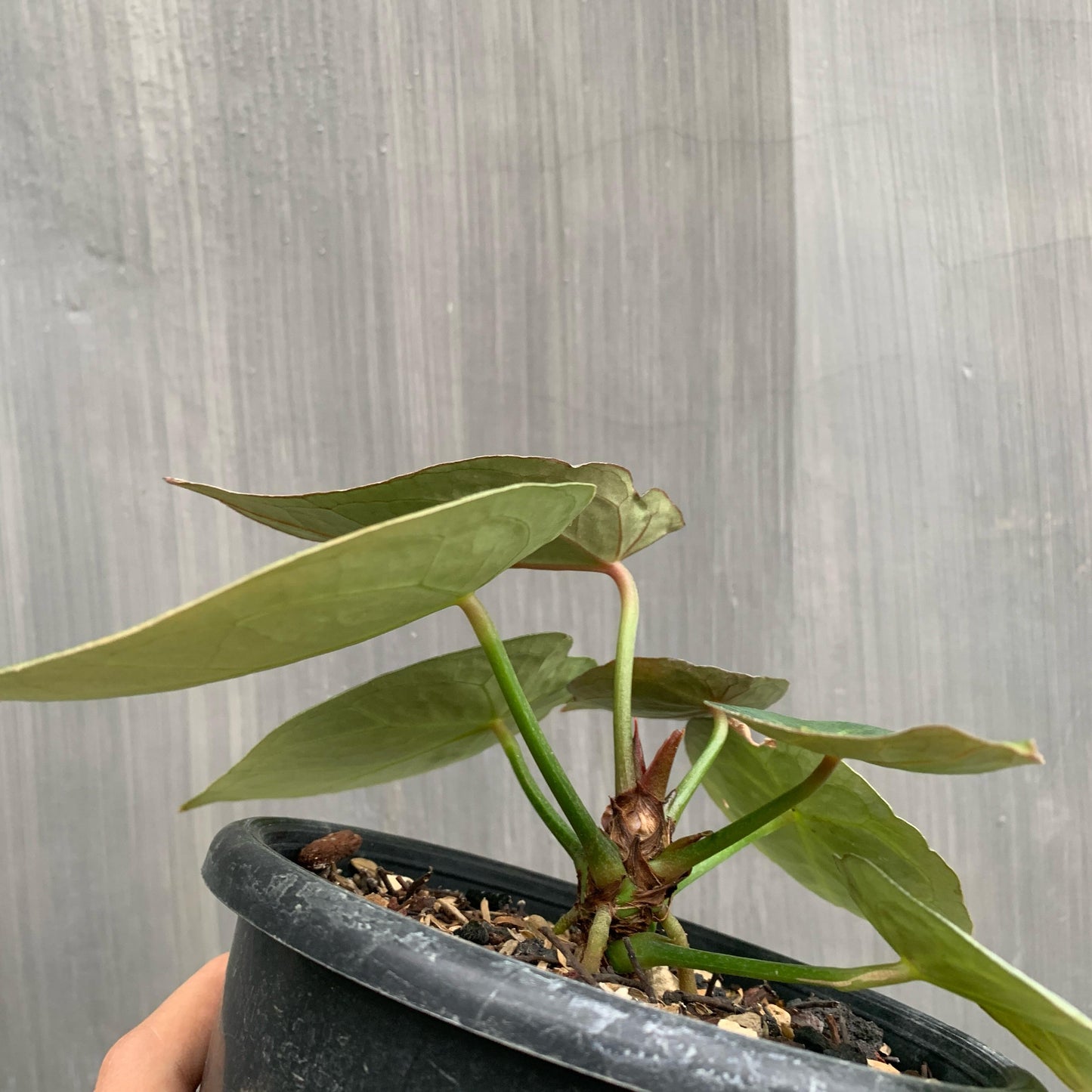 Anthurium Thunderbolt Tropical Plants KOKONATPLANT
