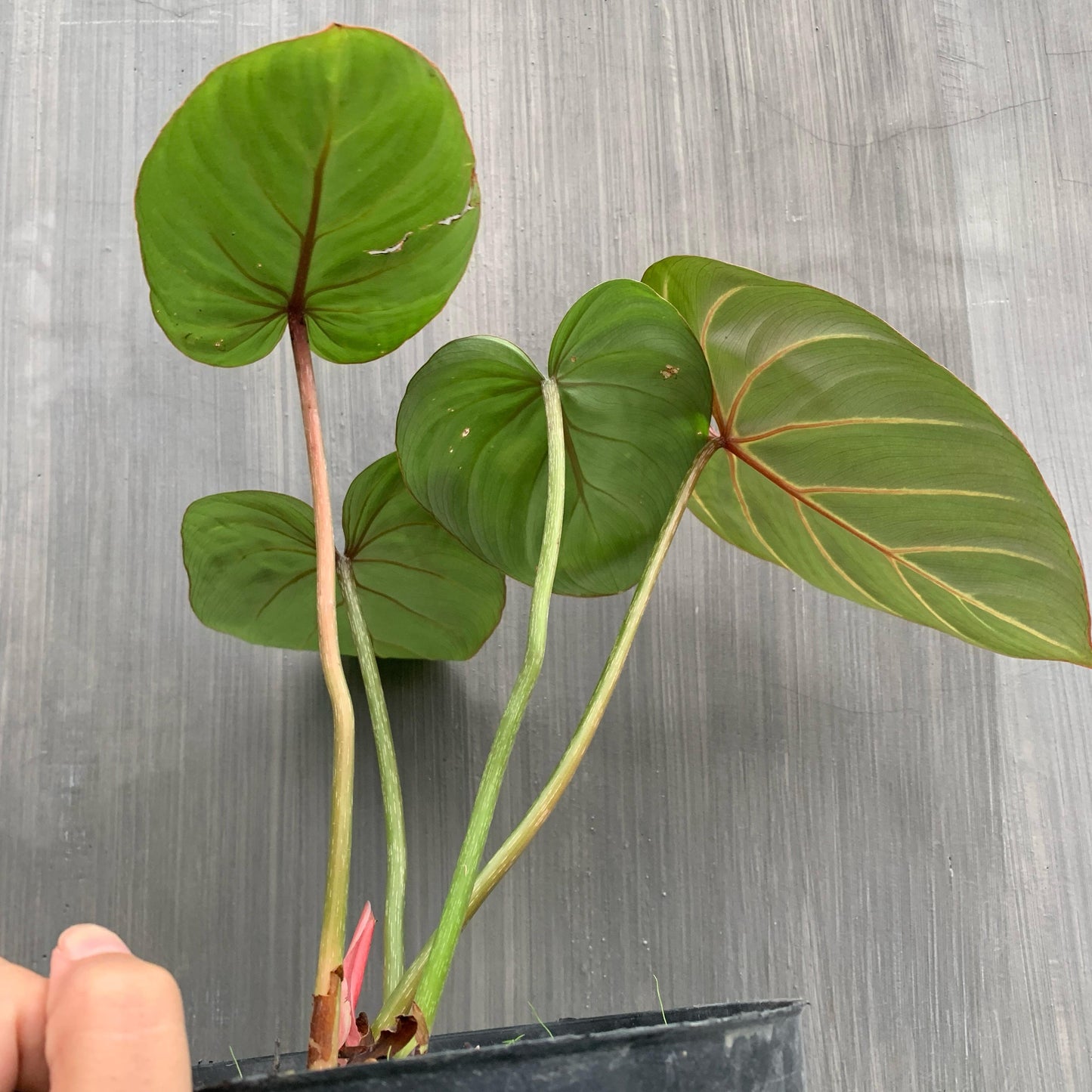 Philodendron Gloriosum White Vein Tropical Plants KOKONATPLANT