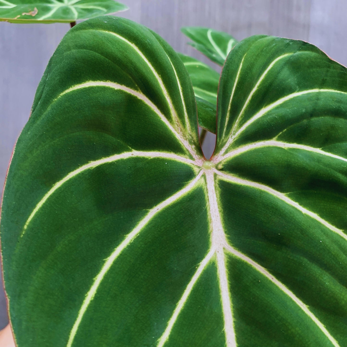 Philodendron Gloriosum White Vein Tropical Plants KOKONATPLANT
