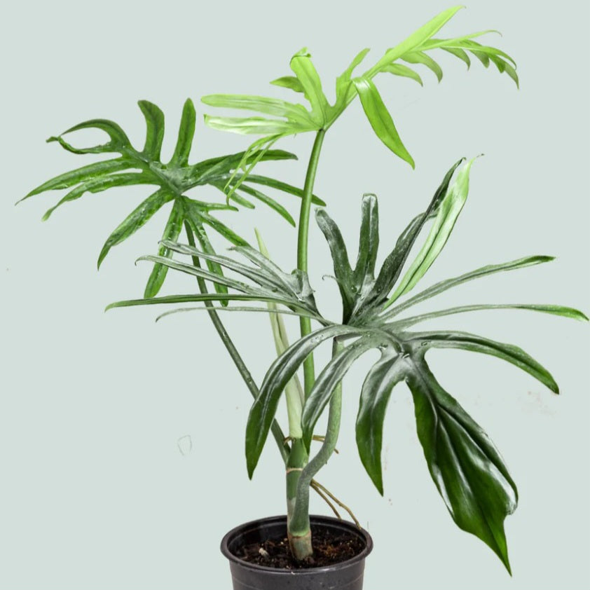 Philodendron Elegans Tropical Plants KOKONATPLANT