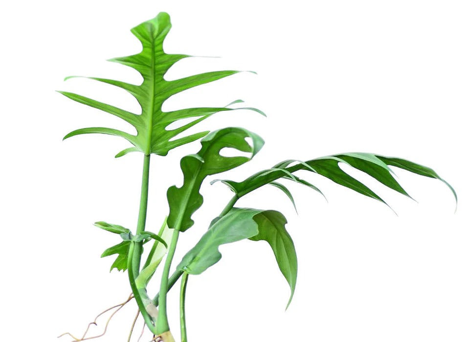 Philodendron Elegans Tropical Plants KOKONATPLANT