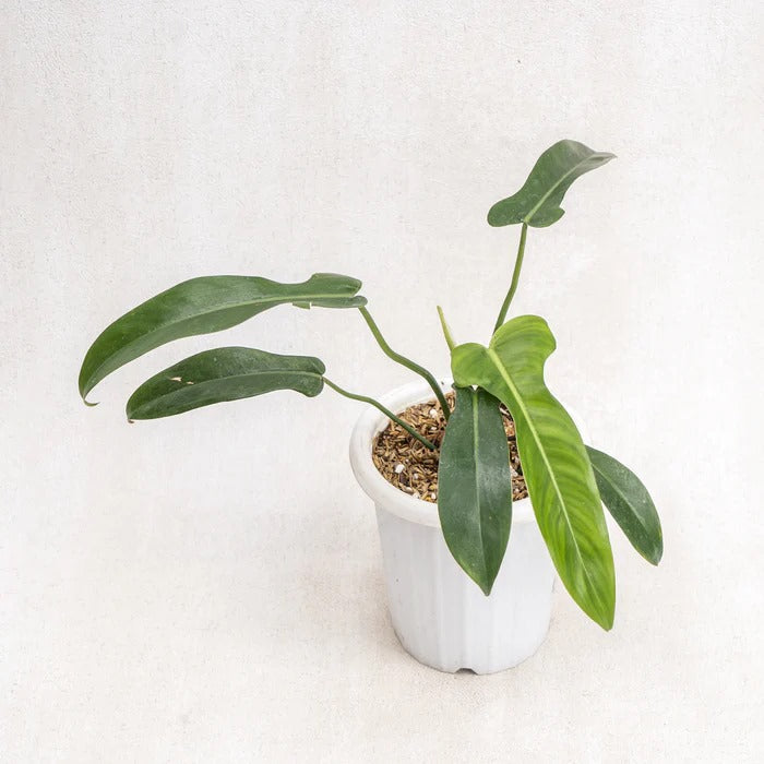 Philodendron Jerry Horn Tropical Plants KOKONATPLANT