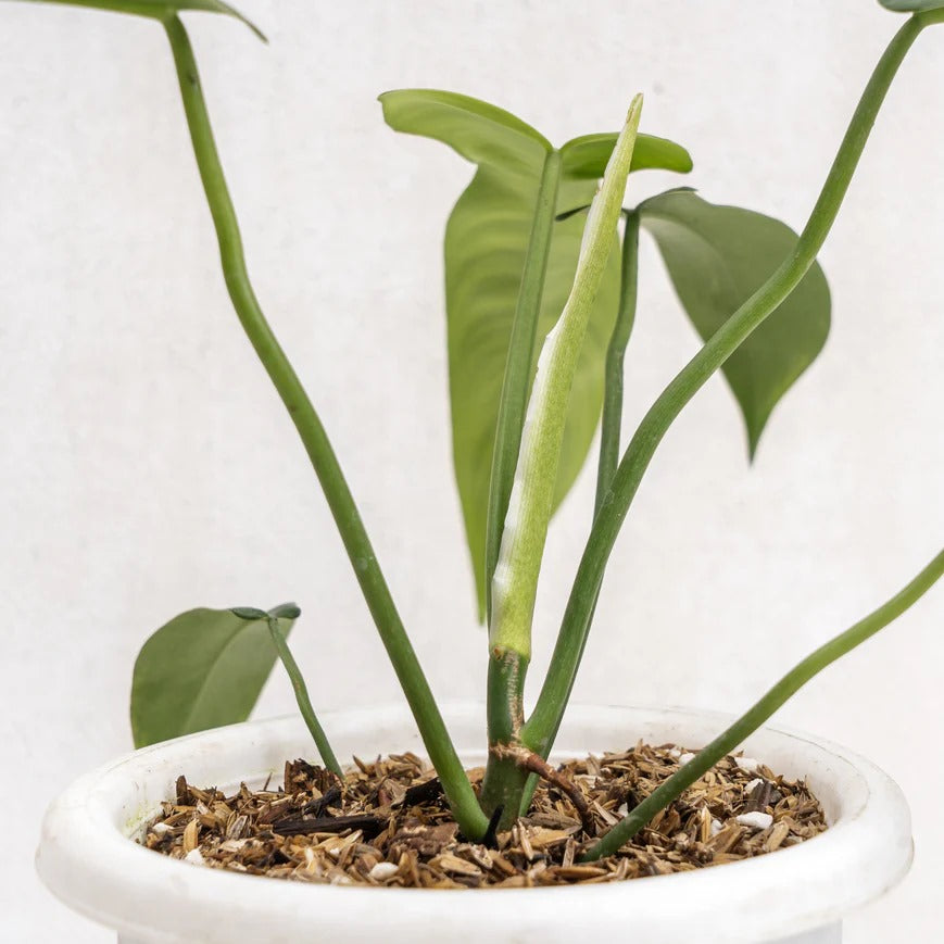 Philodendron Jerry Horn Tropical Plants KOKONATPLANT