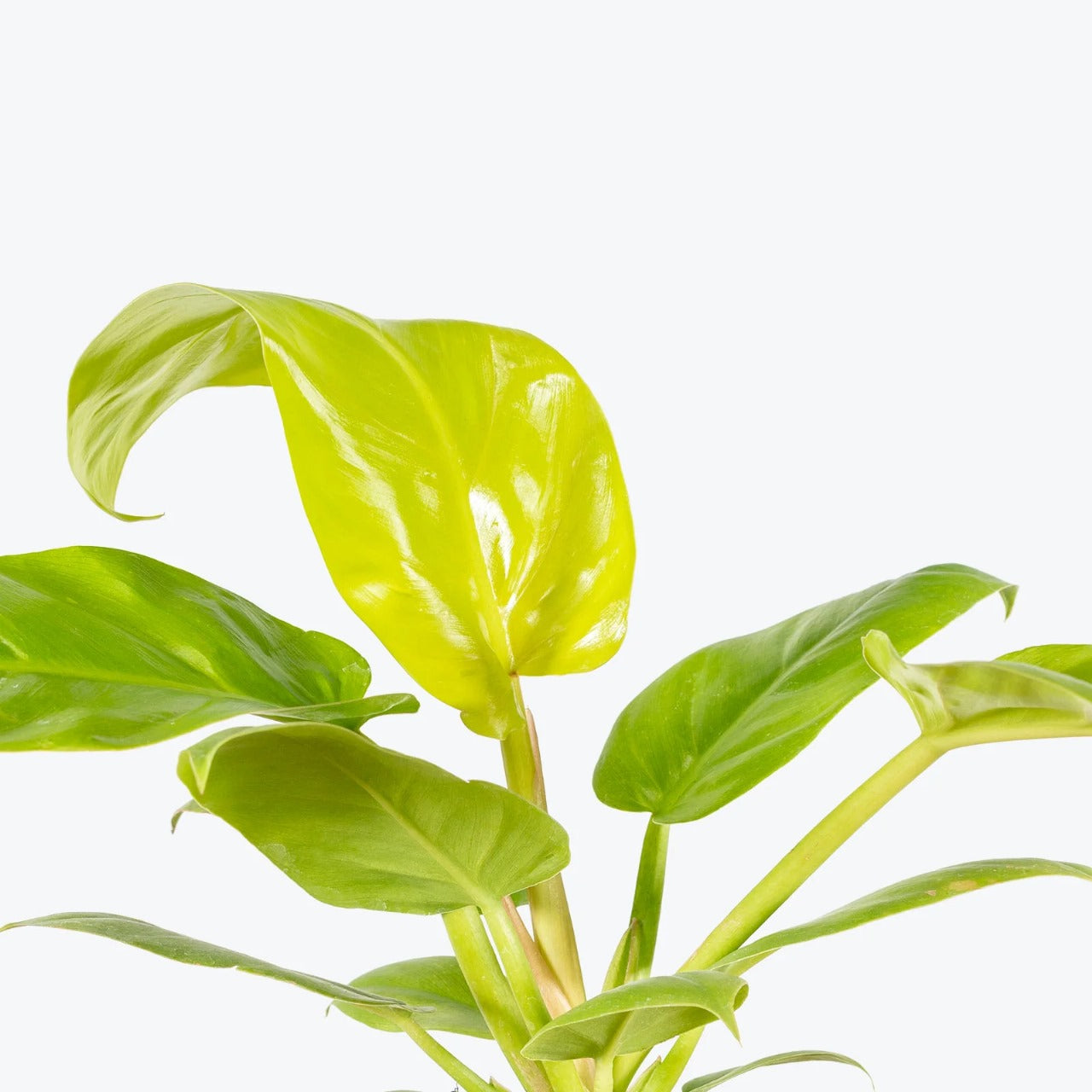 Philodendron Melonii Golden Tropical Plants KOKONATPLANT