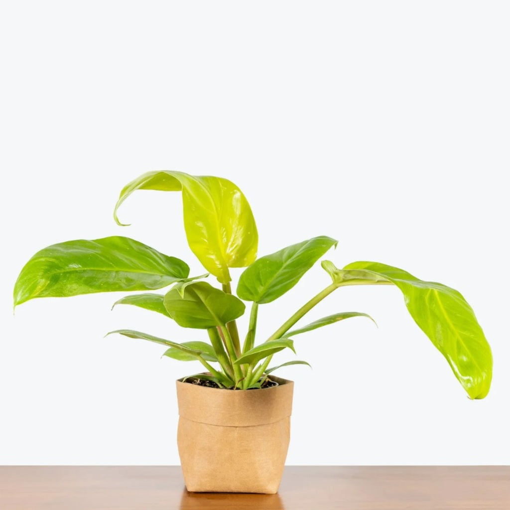 Philodendron Melonii Golden Tropical Plants KOKONATPLANT