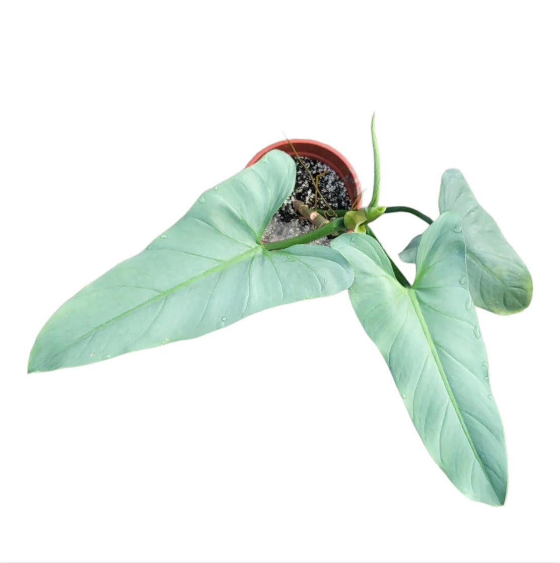 Philodendron Hastatum Silver Sword Tropical Plants KOKONATPLANT
