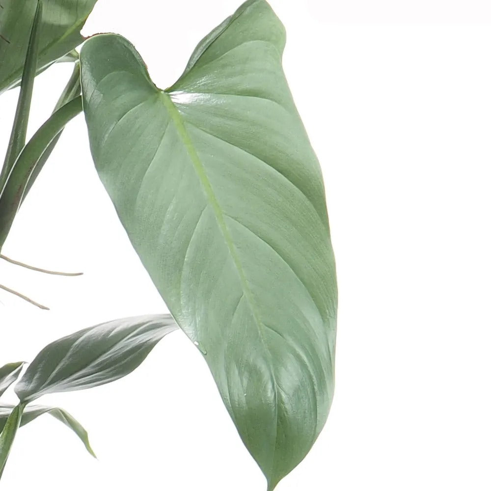 Philodendron Hastatum Silver Sword Tropical Plants KOKONATPLANT