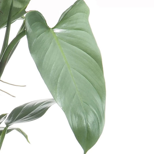 Philodendron Hastatum Silver Sword Tropical Plants KOKONATPLANT