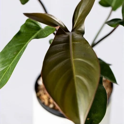Philodendron Florida Bronze Tropical Plants KOKONATPLANT