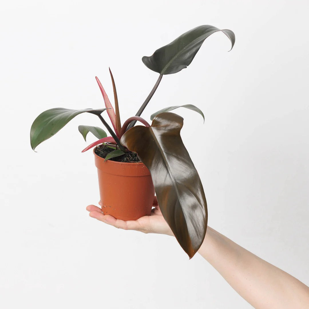Philodendron Florida Bronze Tropical Plants KOKONATPLANT