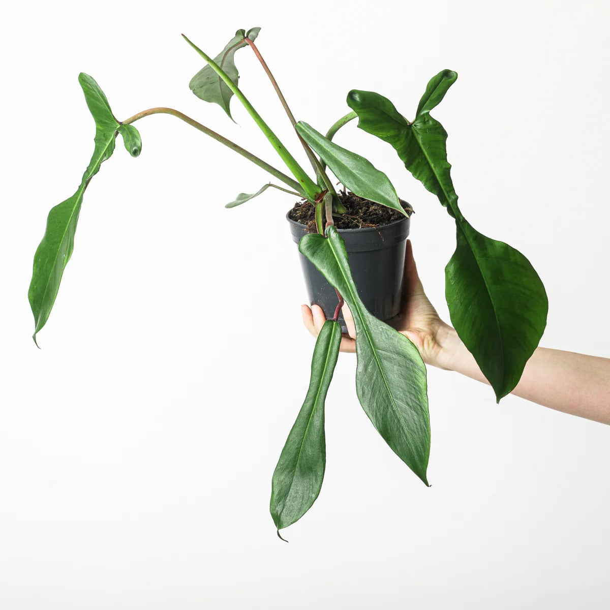 Philodendron Joepii Tropical Plants KOKONATPLANT