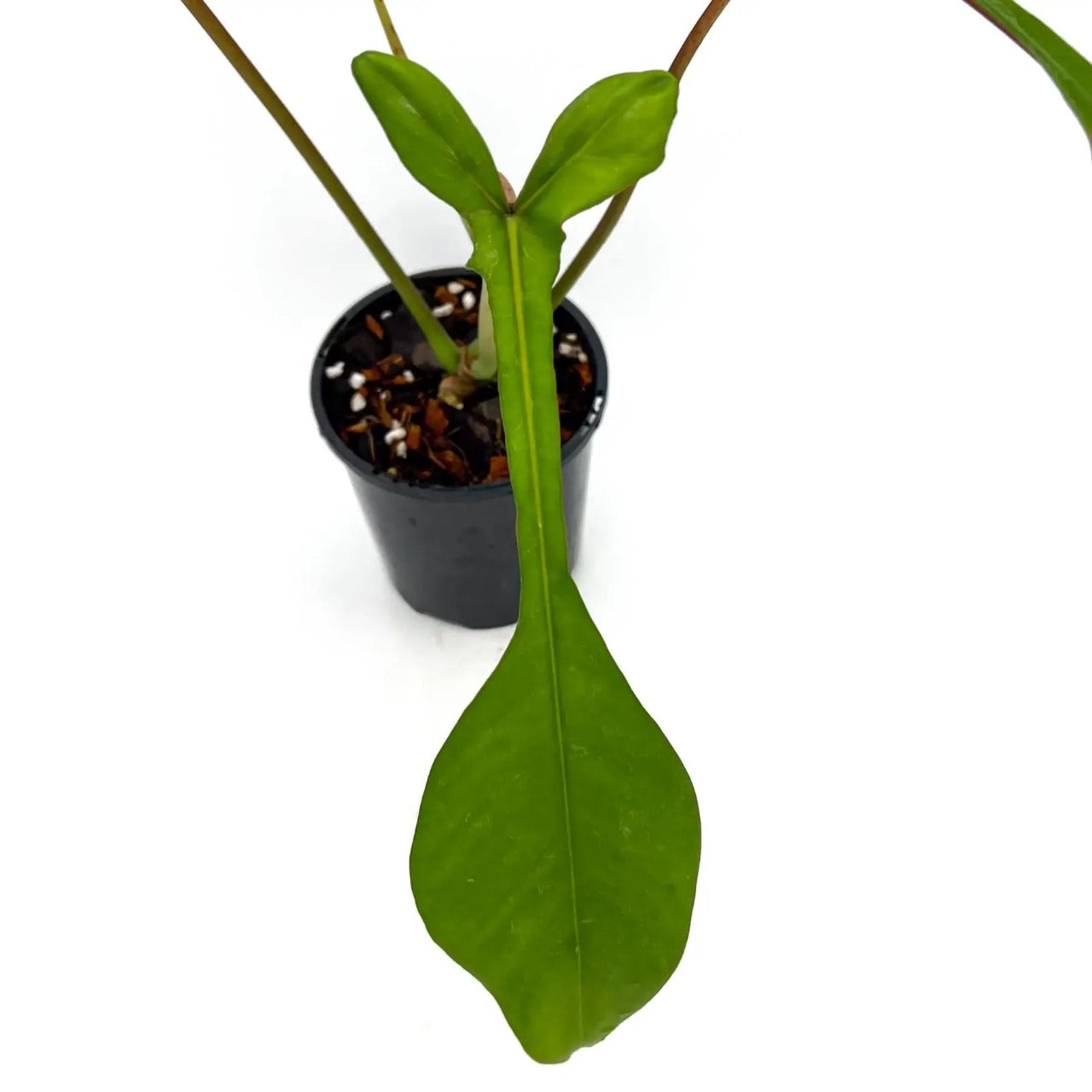 Philodendron Joepii Tropical Plants KOKONATPLANT