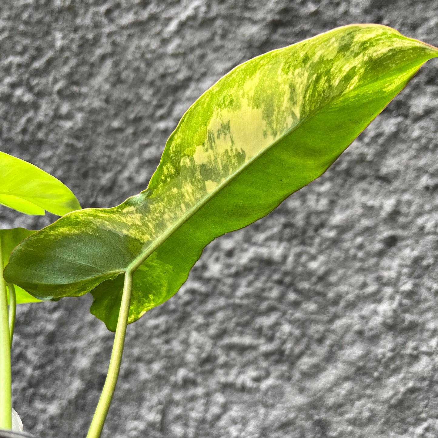Philodendron Paradise (Philodendron Paraiso Verde x Philodendron Florida Beauty) Tropical Plants KOKONATPLANT