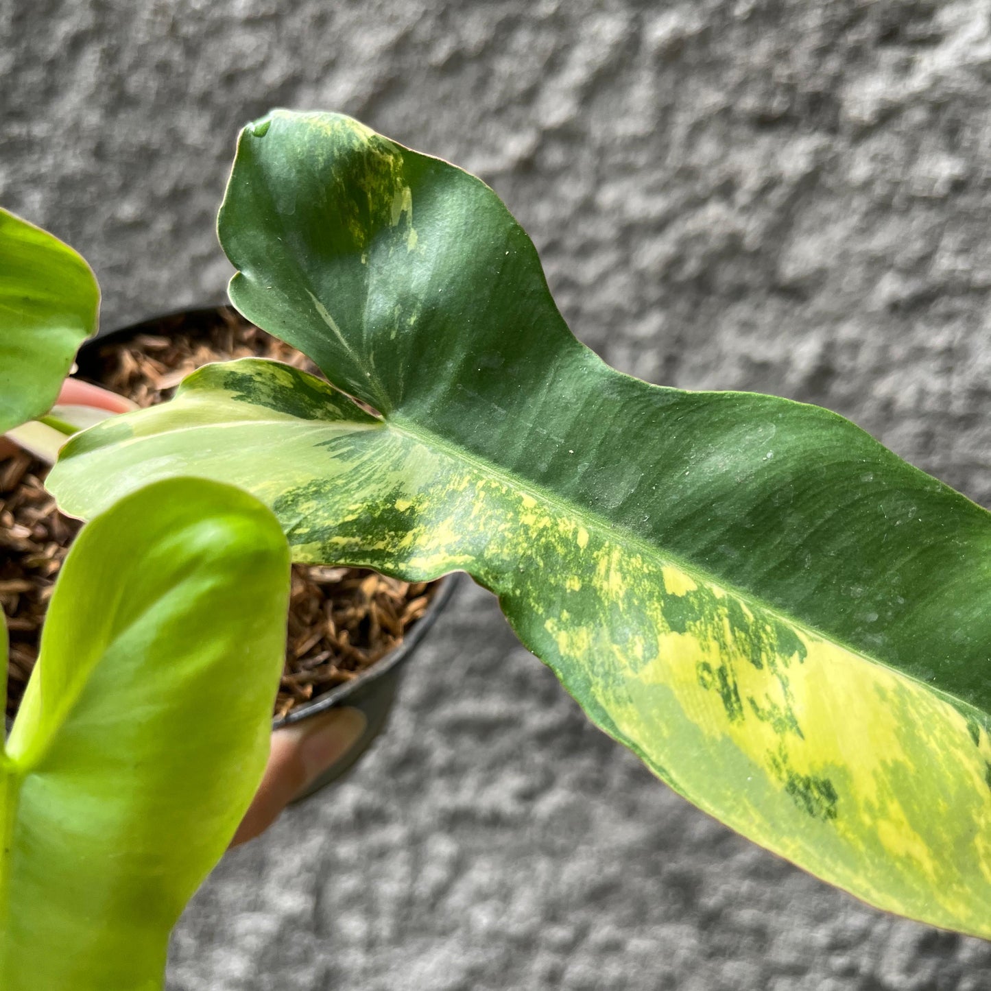 Philodendron Paradise (Philodendron Paraiso Verde x Philodendron Florida Beauty) Tropical Plants KOKONATPLANT