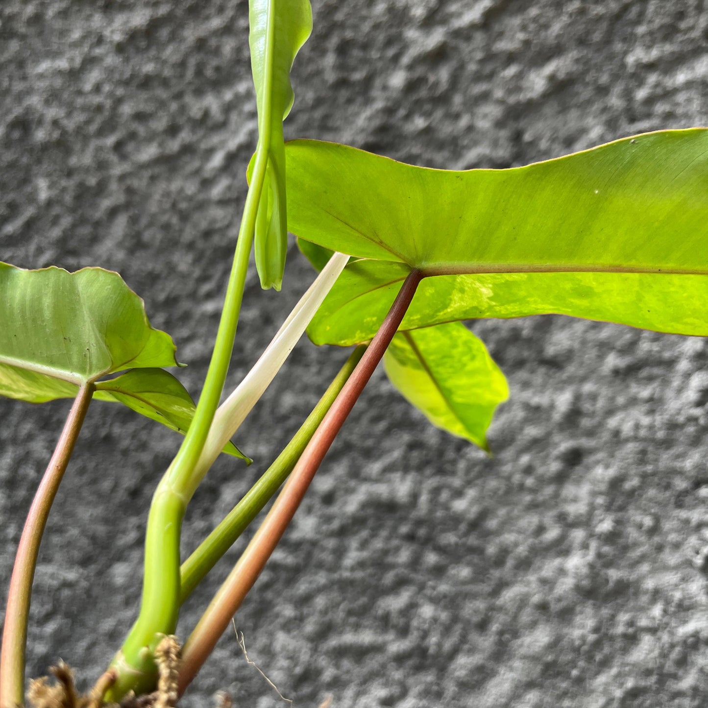 Philodendron Paradise (Philodendron Paraiso Verde x Philodendron Florida Beauty) Tropical Plants KOKONATPLANT