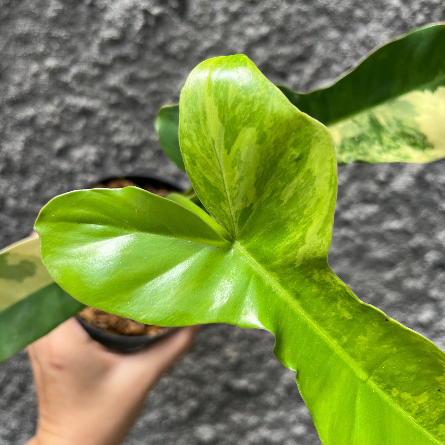 Philodendron Paradise (Philodendron Paraiso Verde x Philodendron Florida Beauty) Tropical Plants KOKONATPLANT