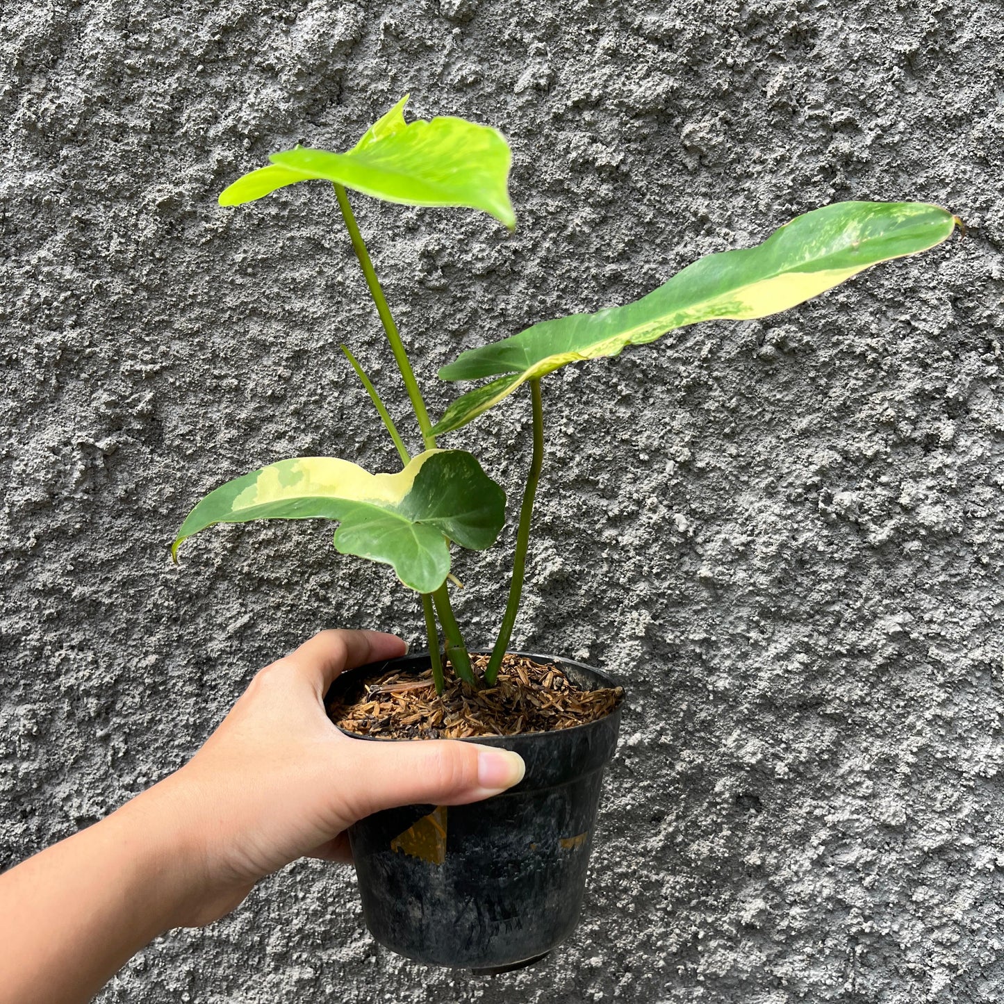 Philodendron Paradise (Philodendron Paraiso Verde x Philodendron Florida Beauty) Tropical Plants KOKONATPLANT