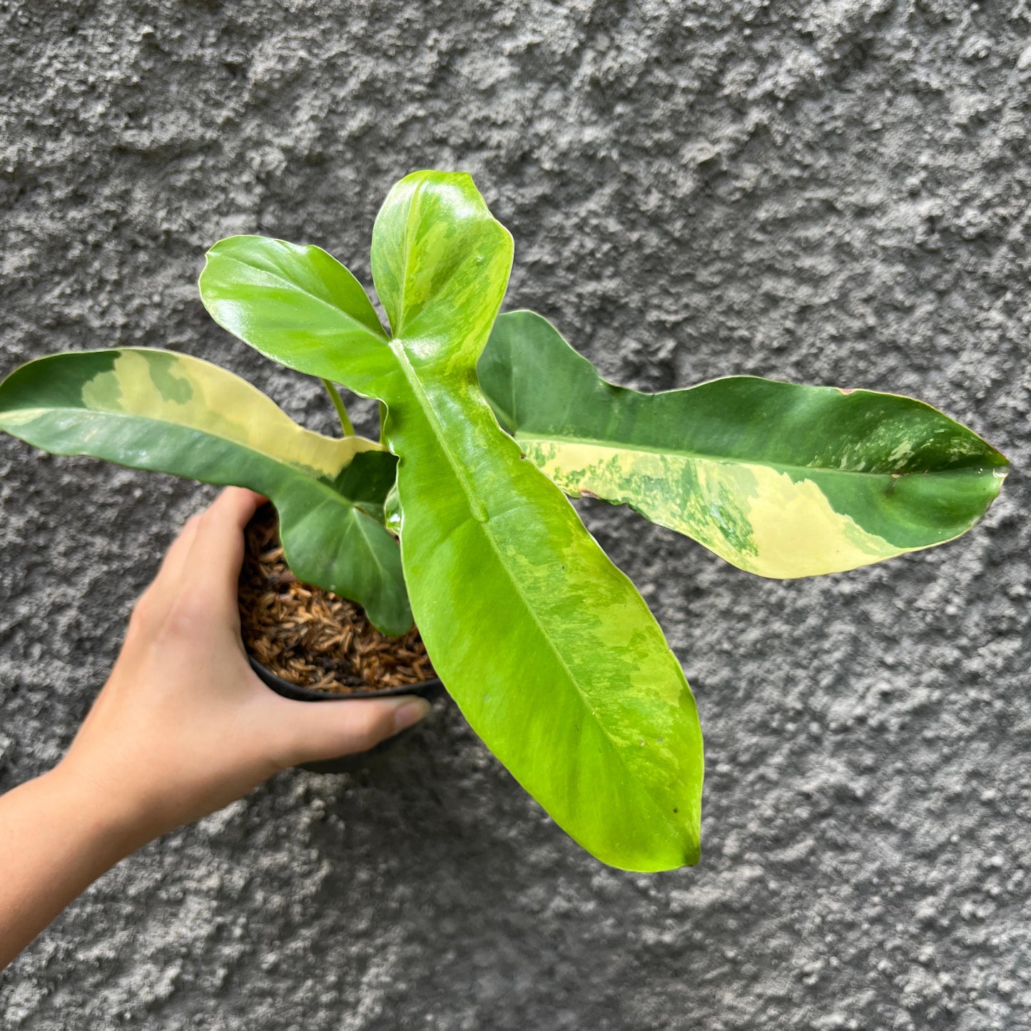 Philodendron Paradise (Philodendron Paraiso Verde x Philodendron Florida Beauty) Tropical Plants KOKONATPLANT