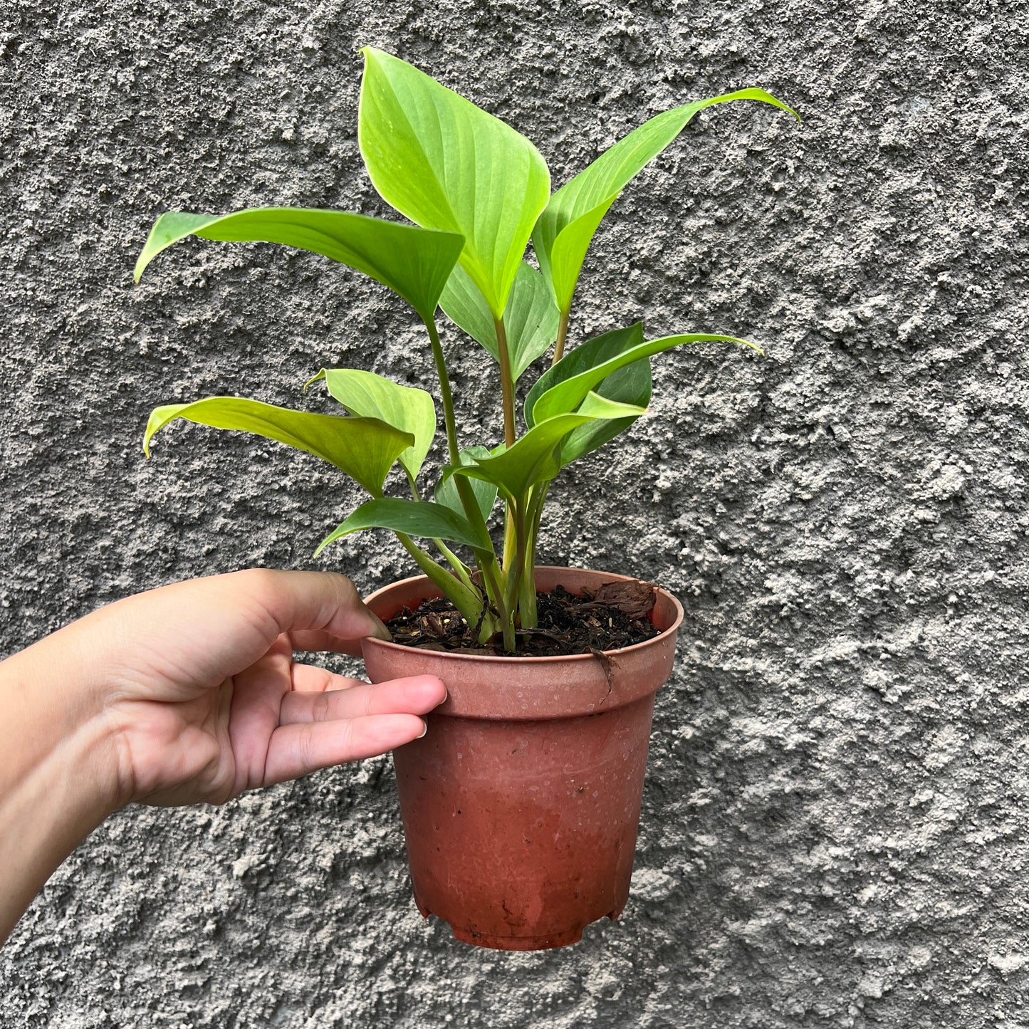 Homalomena Rubescens Golden Tropical Plants KOKONATPLANT